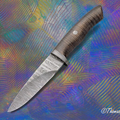 Hazelton Ladder Damascus Hunter handled in Fiddleback Maple main view